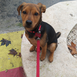Pippo profile