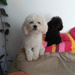 Olaf profile