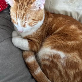 Lucie