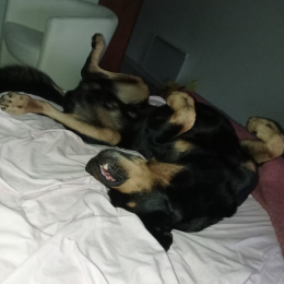 Kaizer profile