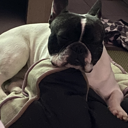 Baloo profile