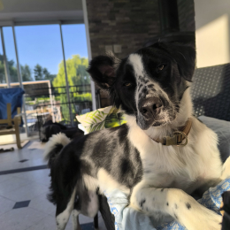 Vaïko profile