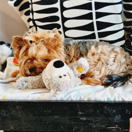 Mylo et tichou profile