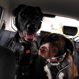 Tango et isis profile