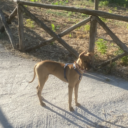 Doggo profile