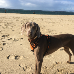 Pyla profile