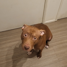 Nala profile