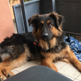 De poumayrac profile