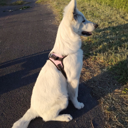 Vanille profile