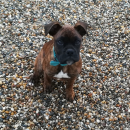 Mirabelle profile