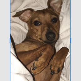 Oggys profile