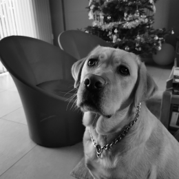 Ohana profile