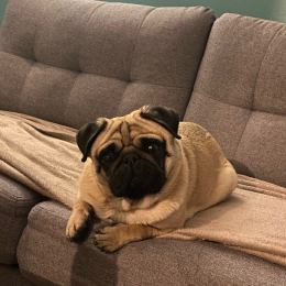Meeko profile