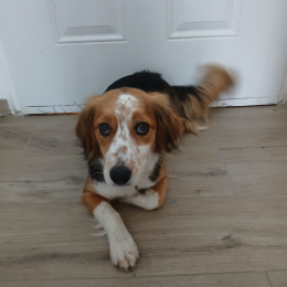 Sika profile