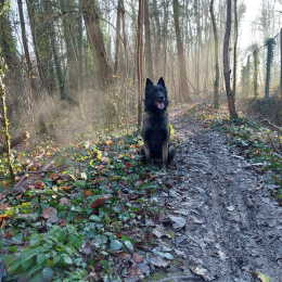 Indi profile