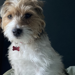 Romeo profile