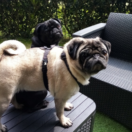 Louba et odéon profile