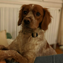 Niki profile