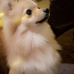 Tao profile