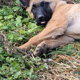 Bruce profile