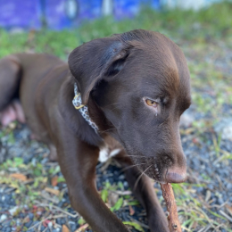 Kaya profile