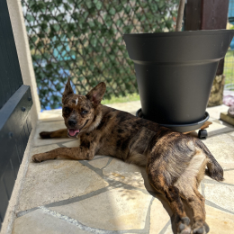 Molly profile