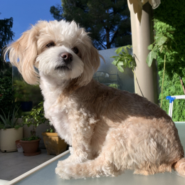 Cali profile