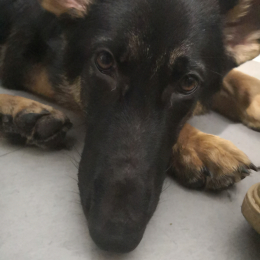 Doggo profile