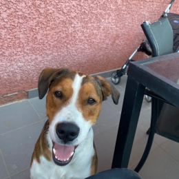 Scouby profile