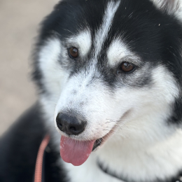 Roxy profile