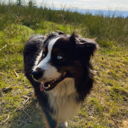 Ibiki profile