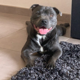 Tyson profile