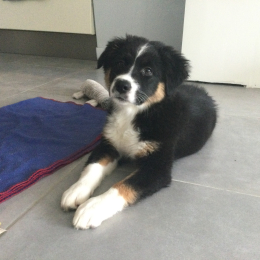 Vaya profile