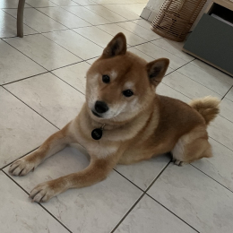Fidji profile