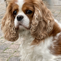 Lilli profile