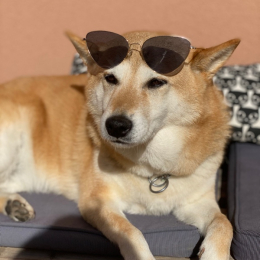 Fuji, lily, jessica profile