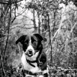 Noïa profile