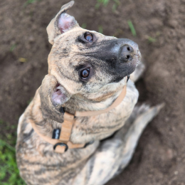 Accio profile