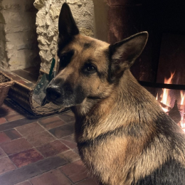 Obi profile