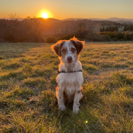 Timoï profile