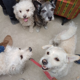 Tibou barton lola choupette profile