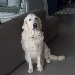 Orphee et hades profile