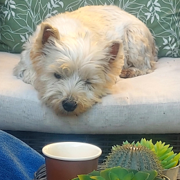 Iris profile