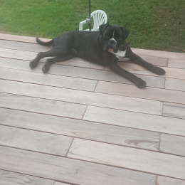 Doggo profile
