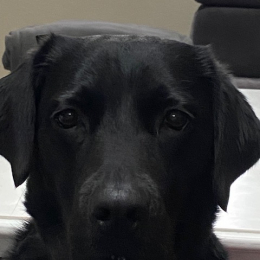Olive profile