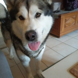 Aska profile