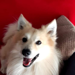 Sam profile