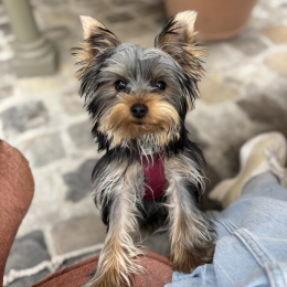 Vicky profile