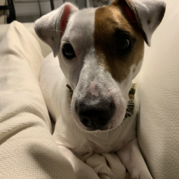 Bandit profile
