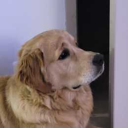 Sully profile